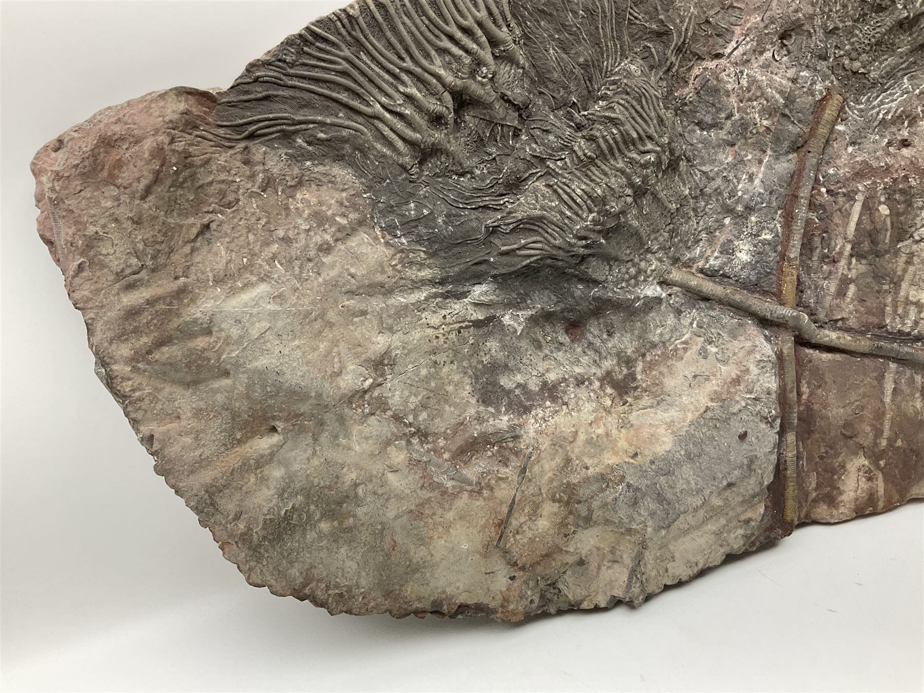 Crinoid sea bed plaque, with two crinoid specimens, probably Scyphocrinites elegans from the Silurian period, H39cm, L61cm