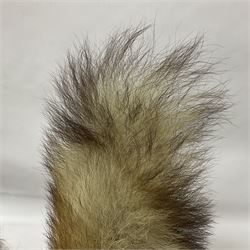 Taxidermy: European Red Fox (Vulpes vulpes), full mount adult on open display with standing alert with ears forward front paw raised, upon a naturalist base, H62cm, L78cm