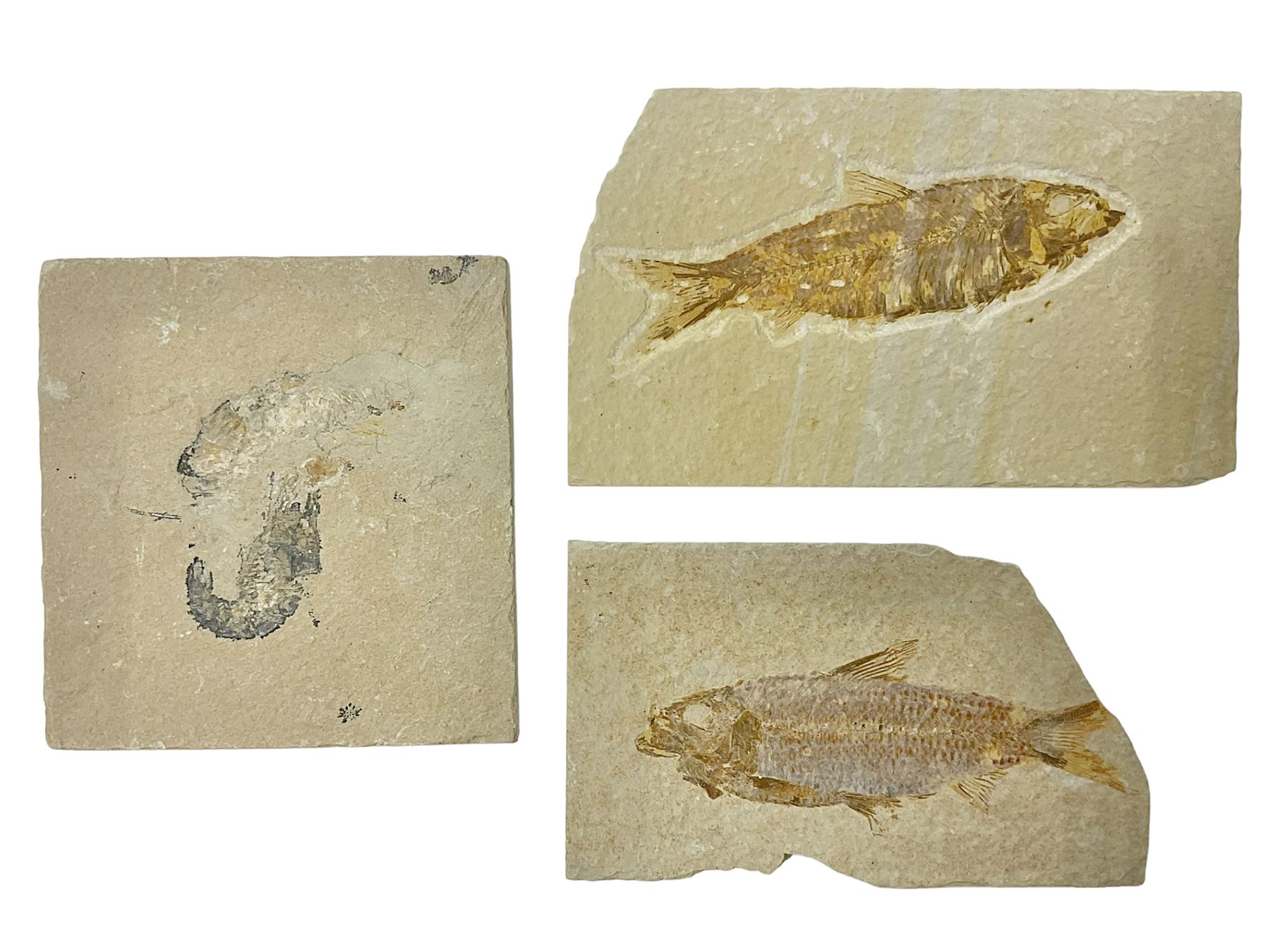 Two fossilised fish (Knightia alta) each in an individual matrix, age;  Eocene period, location; Green River Formation, Wyoming, USA, with a  fossilised shrimp (Aeger tipularius), age; Cretaceous period - Fossils,  Minerals 