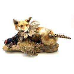 Taxidermy: Red Fox (Vulpes vulpes) with cock pheasant (Phasianus colchicus), open display upon tree mount detailed with moss, mount L64cm  