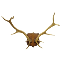  Taxidermy - Pair Red Stag ten point antlers mounted on oak shield, L71cm   