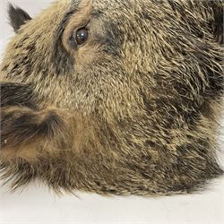 Taxidermy: European Wild Boar (Sus scrofa), adult male shoulder mount looking straight ahead