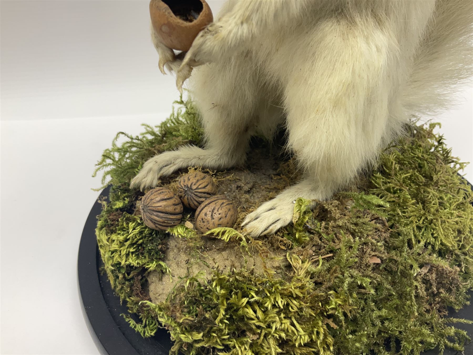 Taxidermy: Victorian albino Squirrel (Sciurus vulgaris), full mount adult, holding a hazelnut, upon naturalistic ground, enclosed beneath later glass dome with ebonised base, H32cm