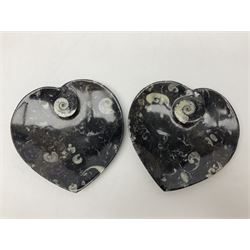 Pair of dishes in the form of hearts with a raised Goniatite to the centre and Orthoceras and Goniatite inclusions, age: Devonian period, location: Morocco, D16cm
