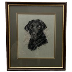 Mary Barker (British 20th century): 'Tara' - Portrait of a Labrador, pastel signed titled and dated 1988, 31cm x 26cm