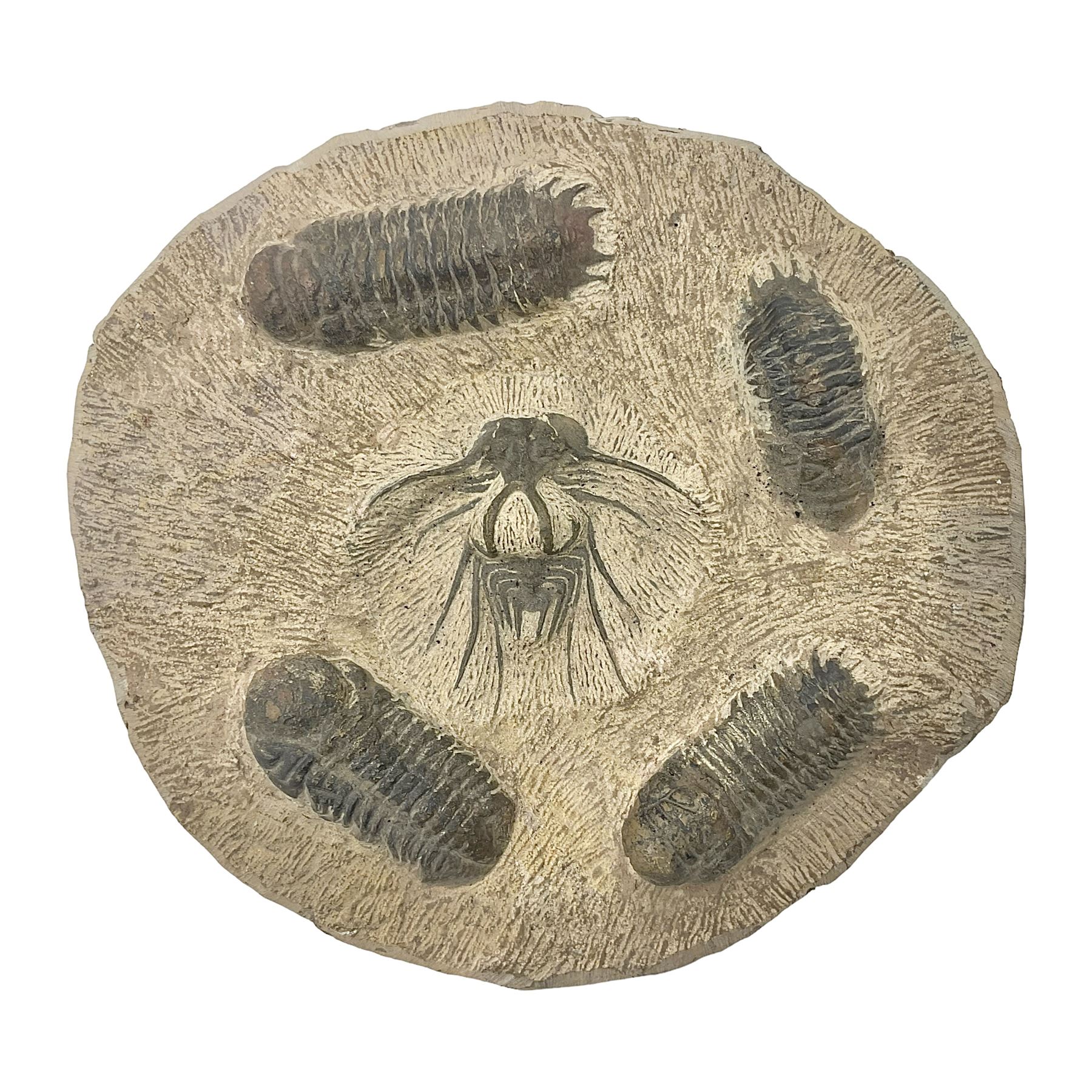 Montage group of trilobites in stone matrix, showing four Crotalocephalina gibba and one Dicranurus monstrosus to the centre, age; Devonian period, location; Morocco, D23cm 