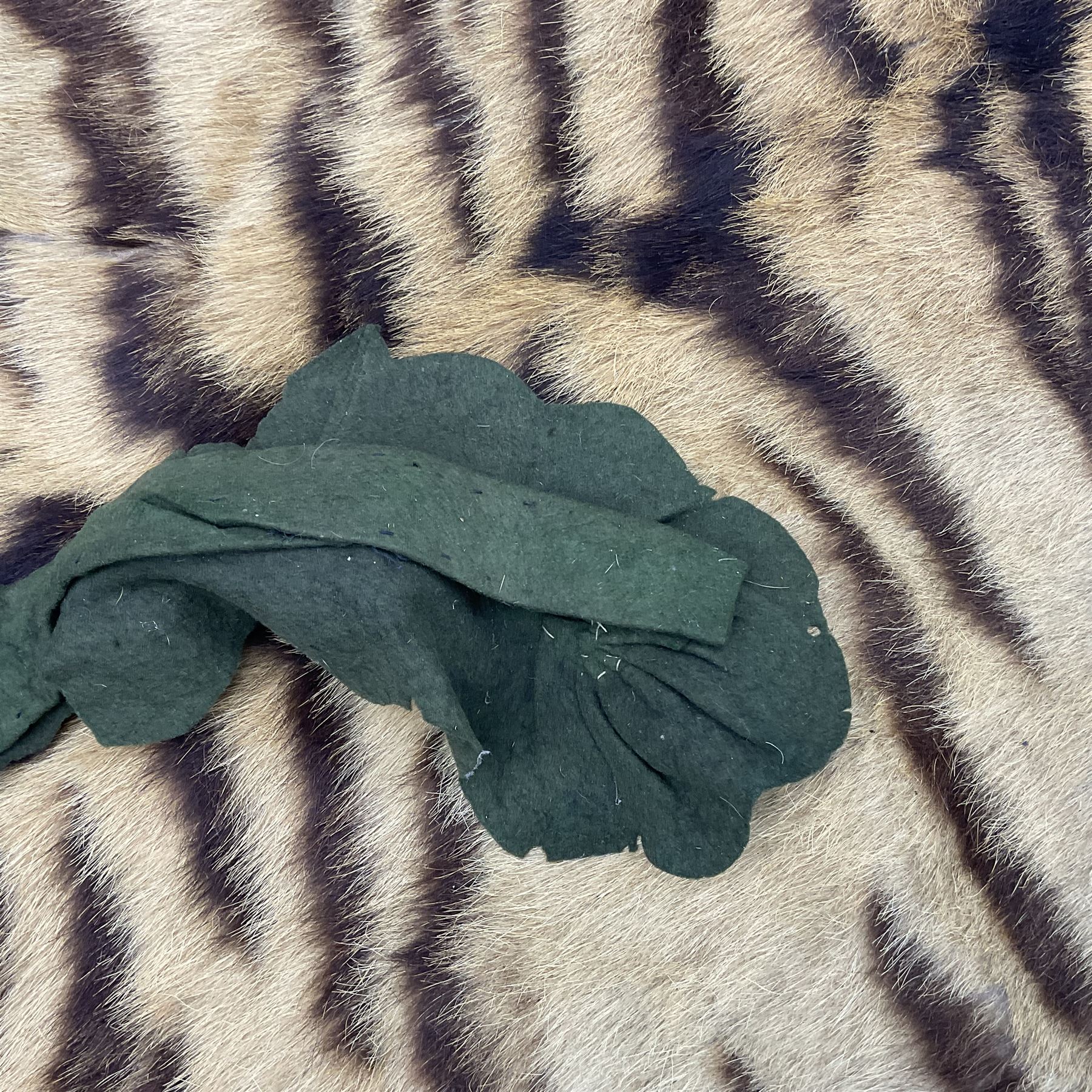 Skins/Hides: Victorian Tiger skin rug (tigris tigris), with green backing with scalloped edges,  L188cm  