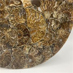 Polished ammonite plate, formed of individual ammonites, age: Jurassic period, D28cm