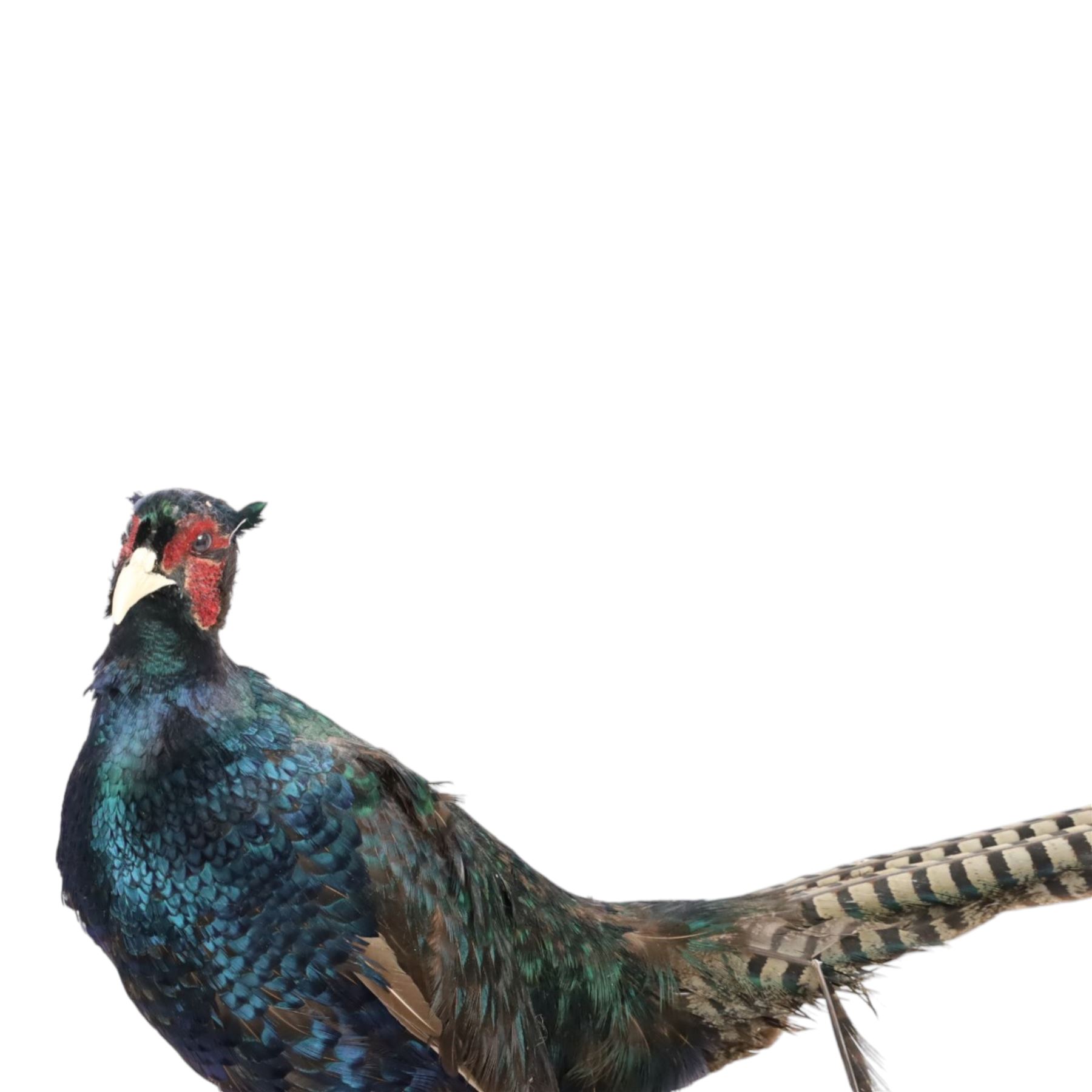 Taxidermy: Red Grouse (Lagopus lagopus) and Melanistic Cock Pheasant (Phasianus colchicus), roe deer shoulder mount (Capreolus capreolus)