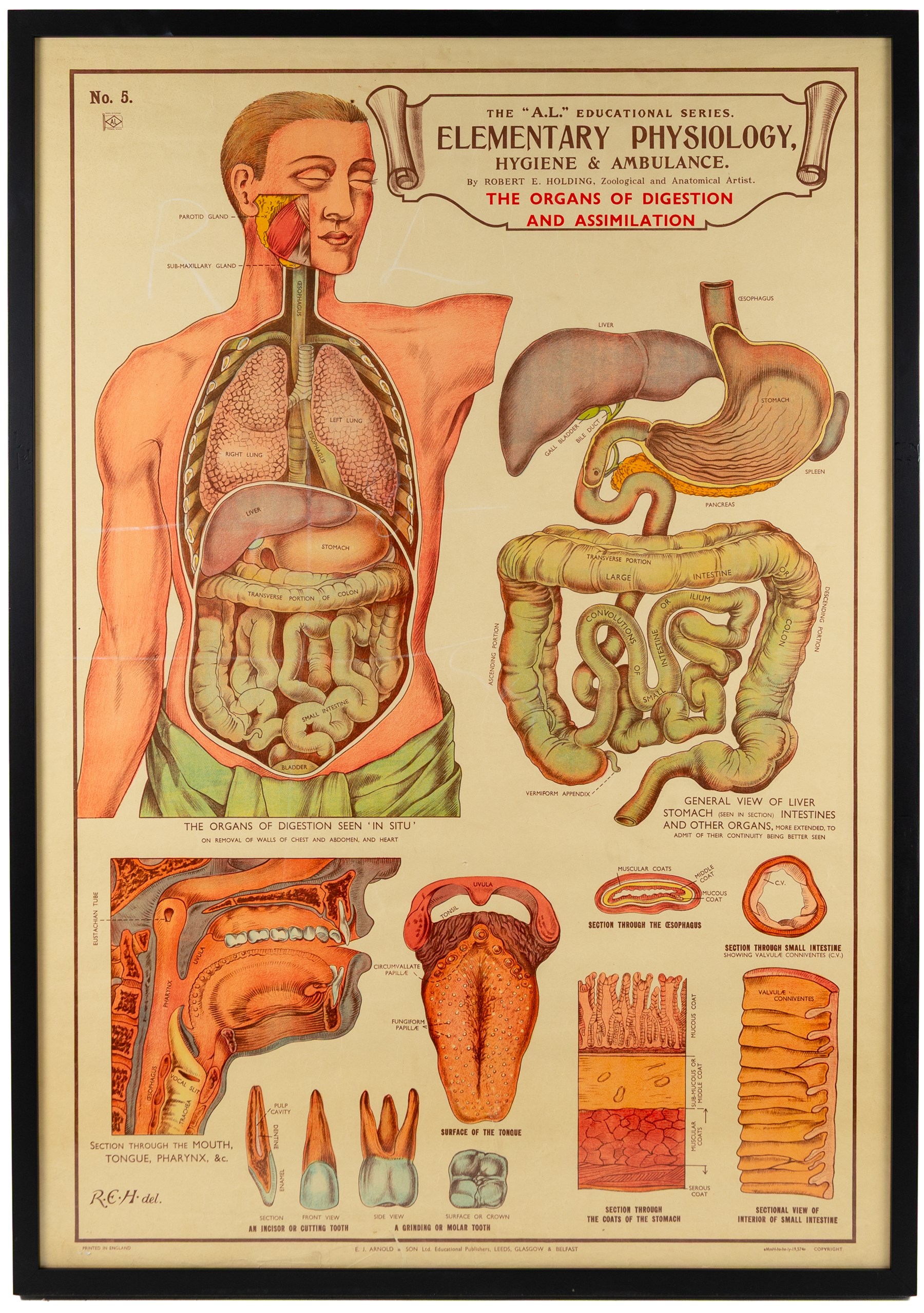 Complete set of eight 'AL Educational Series Elementary Physiology Hygiene and Ambulance' medical posters by Robert R Holding (Zoological and Anatomical artist), published by E J Arnold & Son Ltd of Leeds, Glasgow and Belfast, all framed