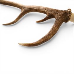 Antlers/Horns - Pair of Red Deer (Cervus elaphus) antlers on skull, H100cm