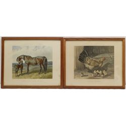 After John Frederick Herring Snr (British 1795-1865): 'Fores's Series of the Mothers' - Plates 1, 2, 4 & 6, set four 19th century coloured engravings by J Harris pub. 1854/55, 34cm x 43cm (4)