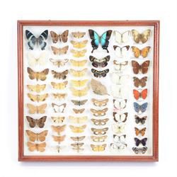 Entomology: Single glazed display of moths and butterflies of the world, circa 20th century, single glazed display containing approximately sixty four various specimens, some with attached data labels, all pinned with named labels, enclosed within a glazed entomology drawer, H46cm, W46cm