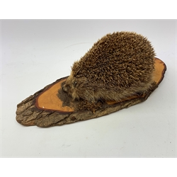 Taxidermy: 20th century Common Garden Hedgehog (Erinaceinae), full mount on open display upon tree trunk section, base L40cm