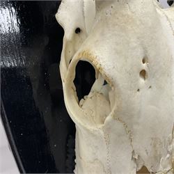 Antlers/Horns: Gemsbok Oryx (Oryx gazella gazella), pair of oryx curved horns on partial skull, mounted on an ebonised shield, H130cm