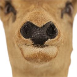 Taxidermy - Red Deer (Cervus elaphus), adult doe head mount facing forwards, on wooden shield, H77cm