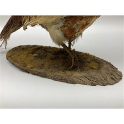 Taxidermy; Ring-necked Pheasant (Phasianus colchicus), adult female mount on open display, together with Pair of Hartebeest (Alcelaphus buselaphus) horns with upper skull, mounter upon a wooden shield, pheasant H40cm 