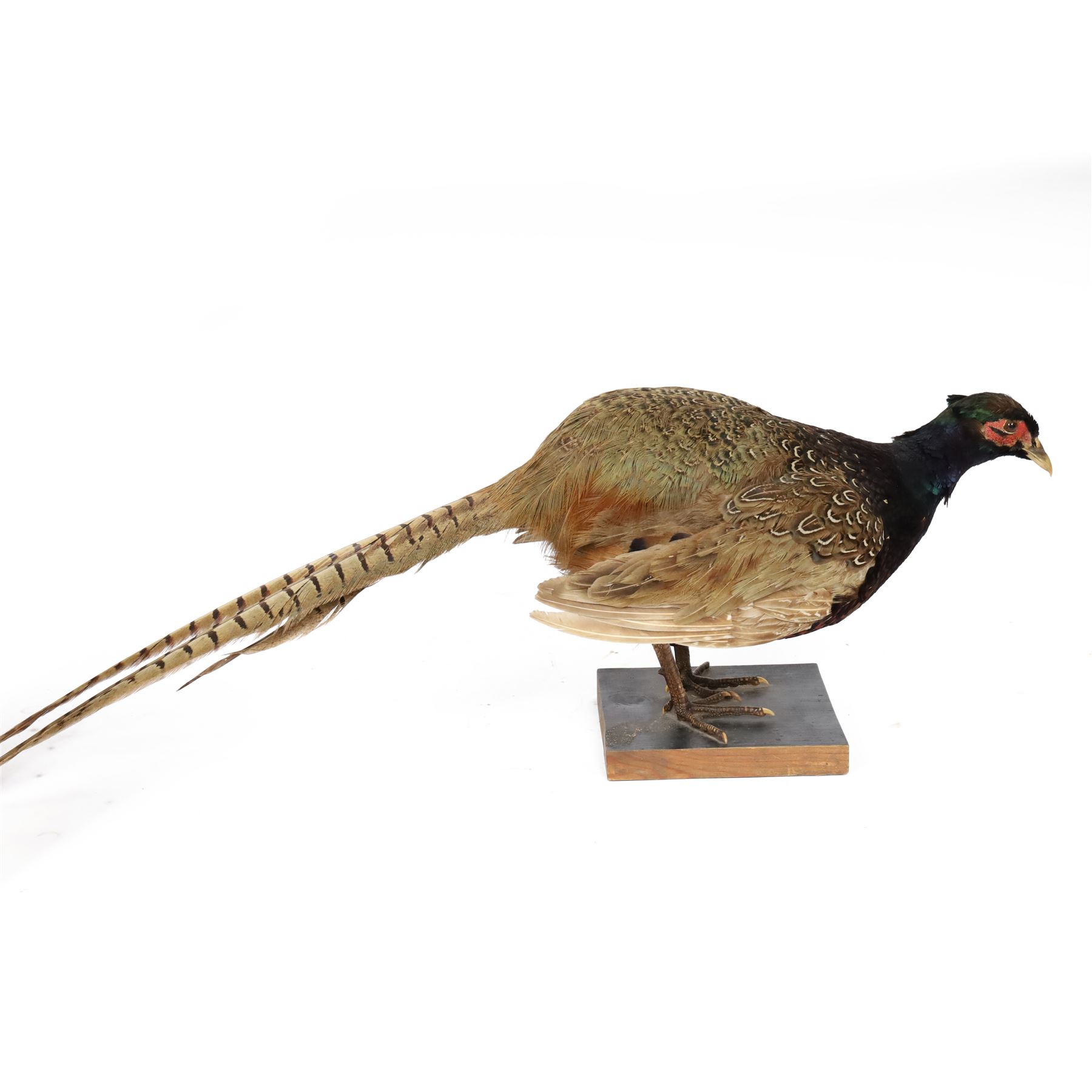 Taxidermy - Ring necked Pheasant (Phasianus Colchicus), full adult male mount, H26cm 