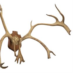 Antlers/Horns; Pair of Caribou Reindeer antlers (Rangifus tarandus), partial skull on wooden shield, D60cm