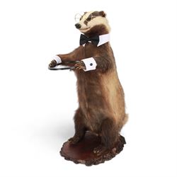 Anthropomorphic Taxidermy: European Badger (Meles meles) stick stand, full adult mount in ...