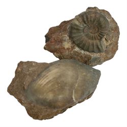 Aegasteroceras sp (ammonite) age; Lower Jurassic period, location; Scunthorpe, England, Cardinia hybrida (bivalve), age Jurassic period, location; Scunthorpe England, Promicroceras Planicosta (ammonites) age; Jurassic period, loication; Lyme Regis, England and other English specimens    
