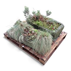 Two 19th century stone troughs, planted