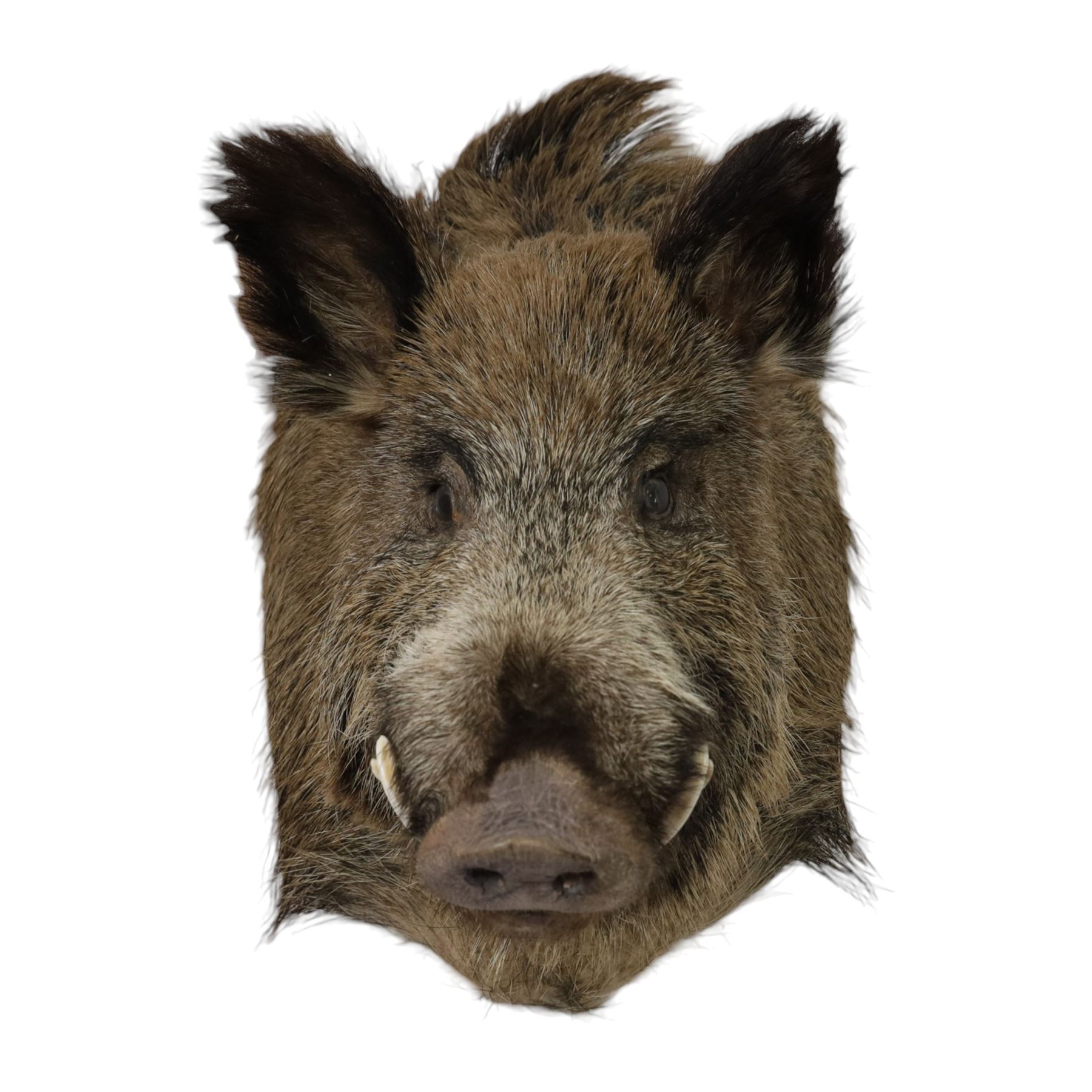 Taxidermy: A European Wild Boar (Sus scrofa), adult neck mount looking straight ahead, 50cm from wall