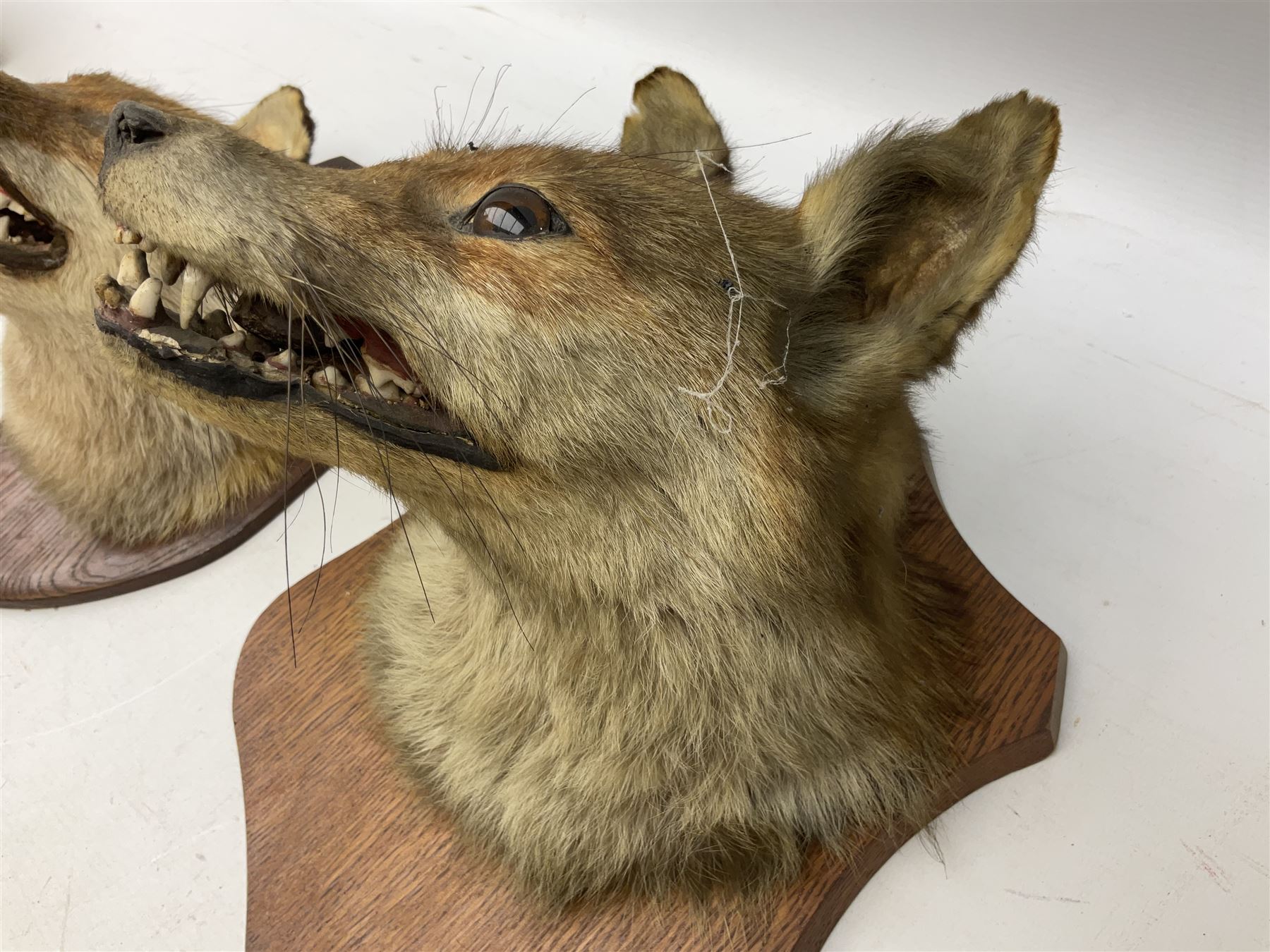 Taxidermy: Two Red fox mask (Vulpes vulpes), one with mouth agape bearing teeth, the other mouth open head turned to the left, both mounted upon wooden shields, largest example H26cm 