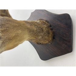 Taxidermy; Roe Deer (Capreolus capreolus), adult Roebuck neck mount looking straight ahead, mounted upon an oak shaped shield, together with a pair of Roe Deer antlers, with partial skull