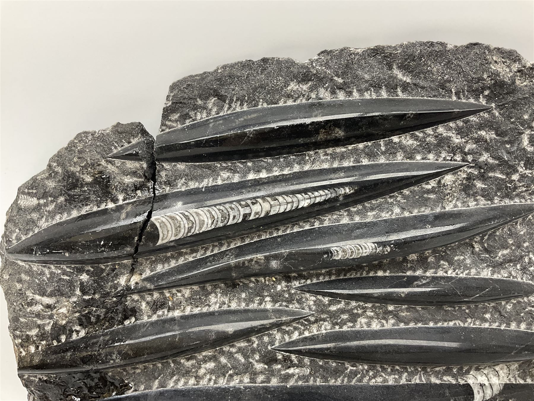 Orthoceras fossil group, age: Devonian period, H33cm, L30cm