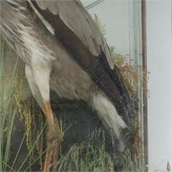 Taxidermy: Grey heron (Ardea cinerea), full adult mount, within a naturalistic setting of reeds and grasses, against blue painted backdrop, enclosed within a glass display case, H83cm
