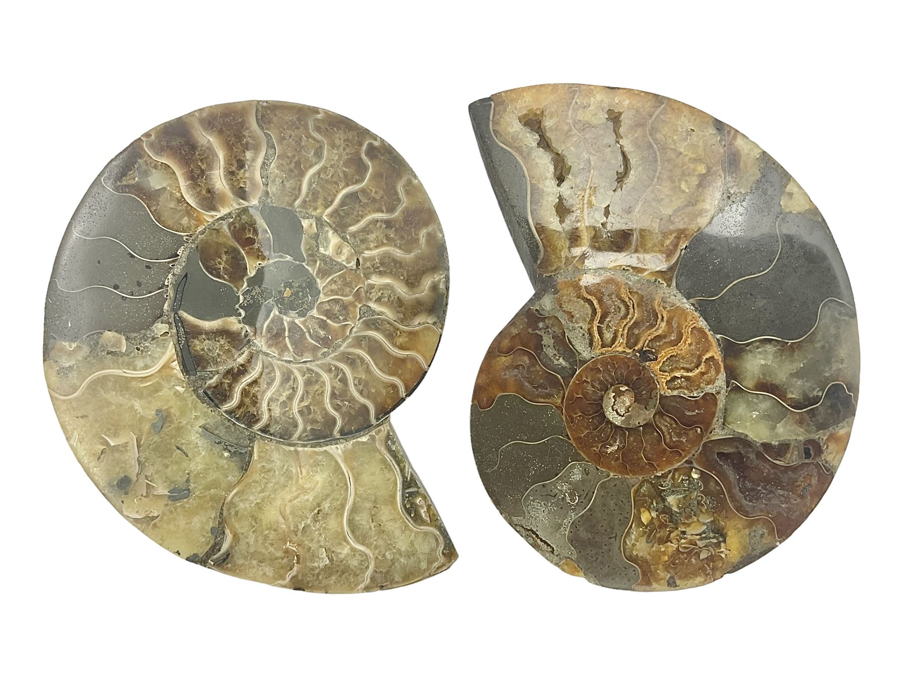 Two ammonite fossil slices, with polished finish, age: Cretaceous period, location: Madagascar, D12cm