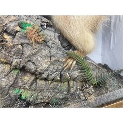 Taxidermy: Red Squirrels (Sciurus vulgaris), full adult mount, climbing a small cut tree stump, in a naturalistic setting, encased within a single pane display case, together with cased Ermine ((Mustela erminea), full adult mount, in a ebonised single pane display case, squirrel case, H35cm, L38cm