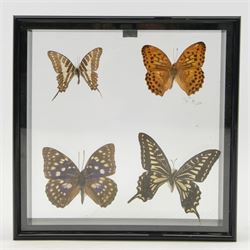 Entomology; Framed collection of fifteen butterflies and moths including Dark Blue Tiger, Hill Jezebel, Great Orange Tip etc together with two other framed displays 