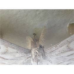 Entomology: Two gilt framed displays of three atlas moths 'Attacus atlas', one display a single atlas moth, the other containing two atlas moths, largest frame H58cm, L64cm     
