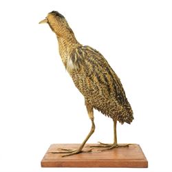 Taxidermy - Bittern (Botaurus stellaris), full adult mount upon wooden base, overall H55cm 