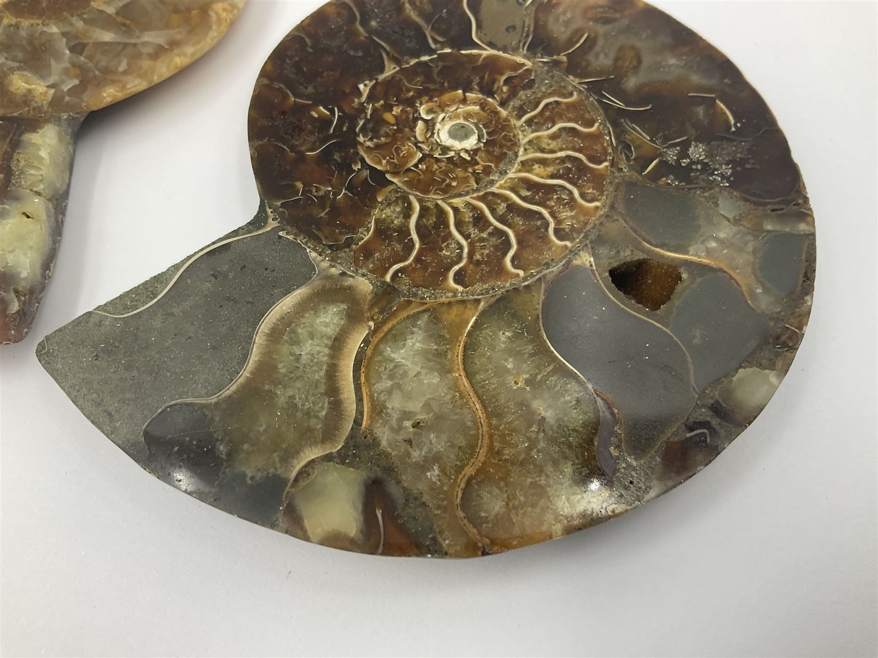 Two ammonite fossil slices, with polished finish, age: Cretaceous period, location: Madagascar, D10cm