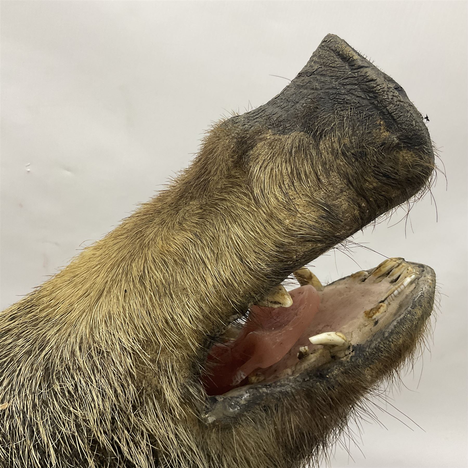 Taxidermy: European Wild Boar (Sus scrofa), adult male shoulder mount looking straight ahead mouth agape, mounted upon a wooden shield, D52cm
