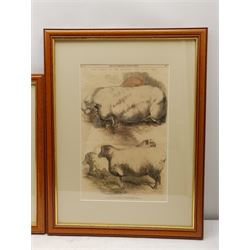 After Frederick James Smyth (British fl.1841-1867): 'Prize Animals Exhibited at the Meeting of the Royal Agricultural Society at Chester'; 'Smithfield Club Prizes' and 'Prize Animals at the Smithfield Club Cattle Show', set three framed pages from 'The Illustrated London News' c. 1856, 37cm x 25cm (3)