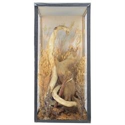 Taxidermy; Cased Mongoose (Herpestidae) fighting an Indian cobras (Naja naja), the cobras entwined around an adult mongoose, in a naturalistic setting of grasses, with a painted backdrop, enclosed within a three pane glass display case, H62cm