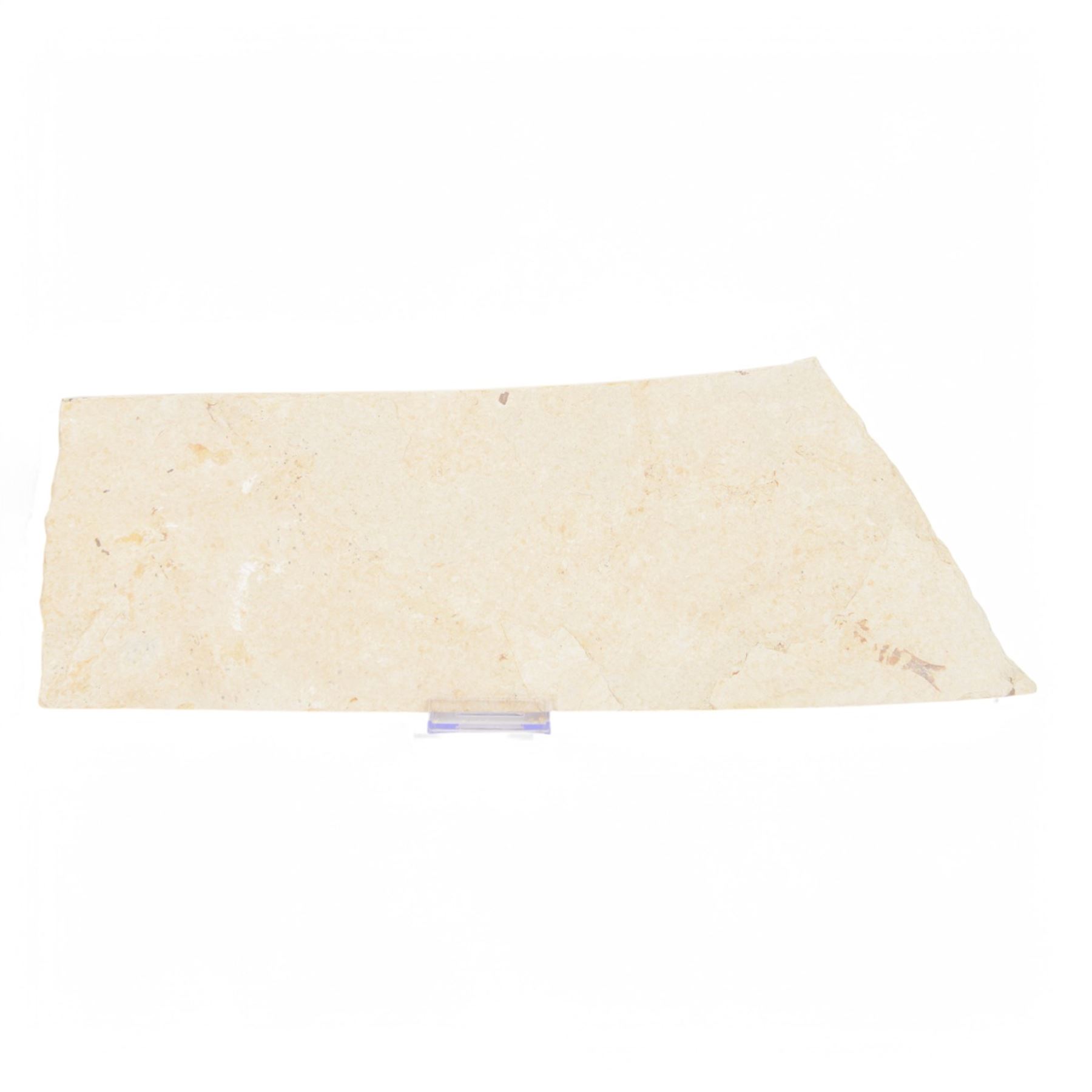 Fossilised fish group in a single matrix; shoal of fossilised fish (Knightia alta), age; Eocene period, location; Green River Formation, Wyoming, USA, matrix L48cm, H15cm