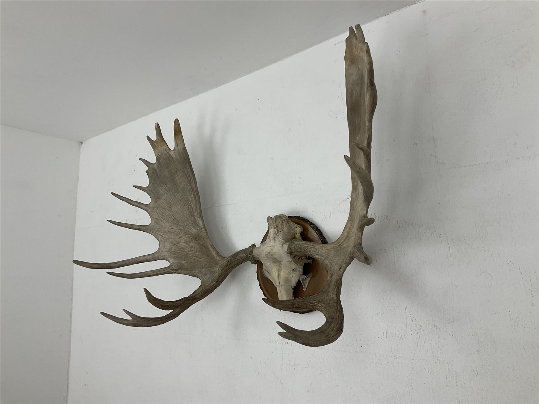 Antlers/Horns: North American Moose Antlers (Alces alces), adult bull moose antlers upon tree section plaque, overall approximately H95cm L135cm