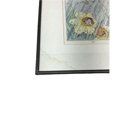 S Greenhalgh (British 20th century): 'April' Daffodil Fairy Illustration, watercolour and pen signed and titled 33cm x 18cm