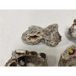 Large collection of Agatized Coral, largest H11cm (12)