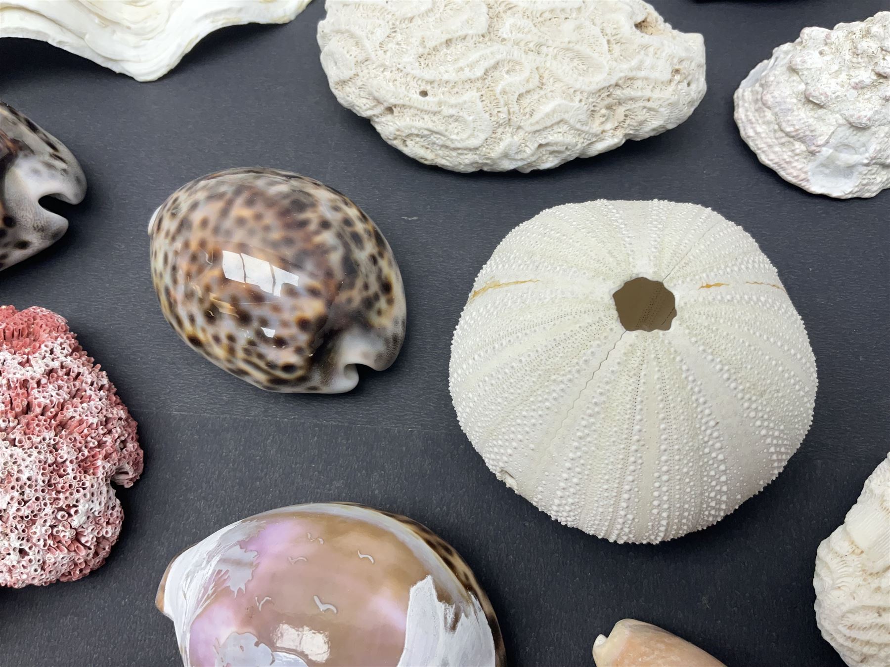 Conchology: collection of dried coral specimens together with a large collection of shells including cowrie shell, etc 