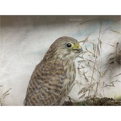 Taxidermy; Victorian cased bird diorama,  pair of Kingfishers (Alcedo Athis) adult mounts and Kestrel (Falco tinnunculus) adult mount, in a naturalistic setting with one kingfisher in flight, encased within a three pane display case, H45cm, L72cm