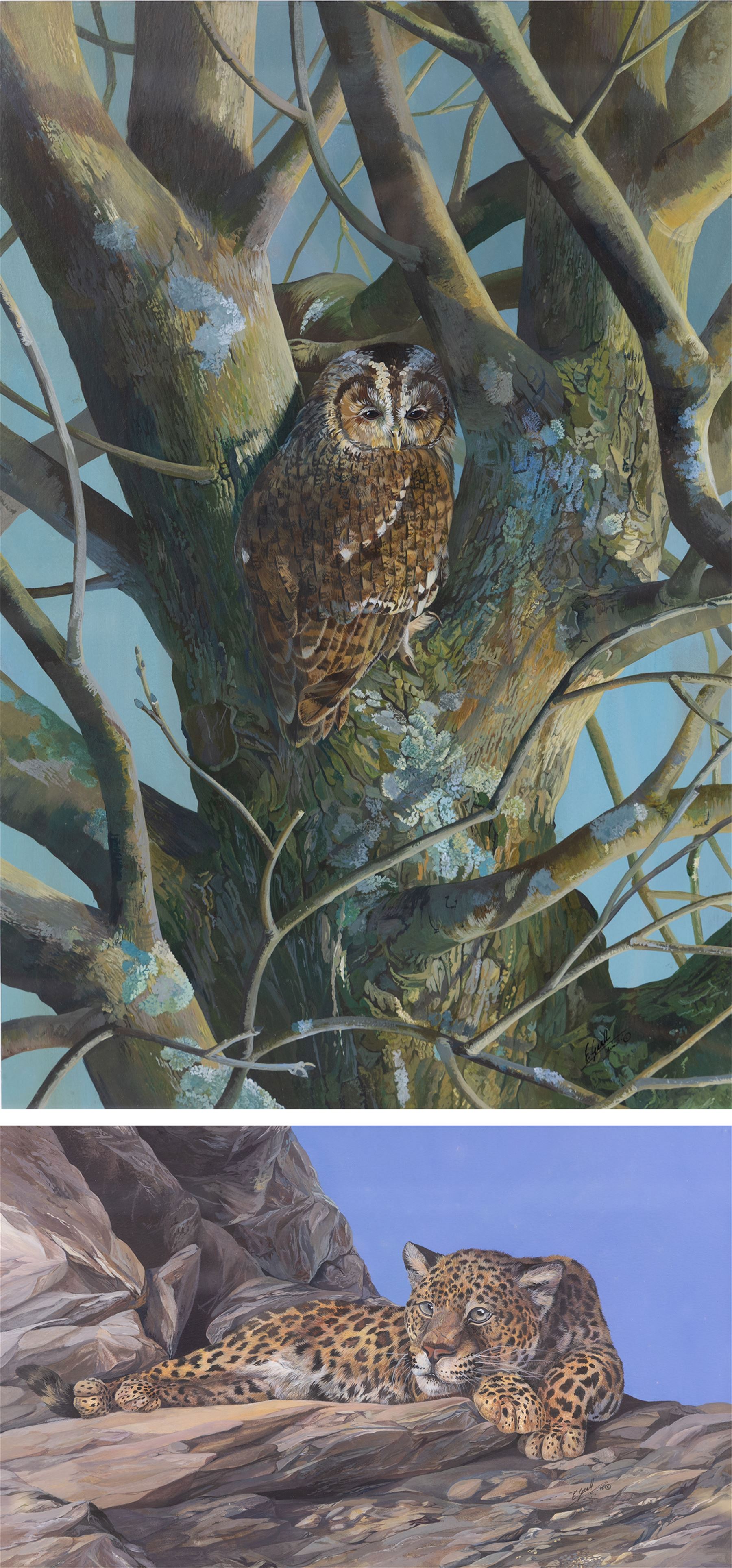 Elaine C Geall (British 1976-): 'African Leopard' and 'Patient Observer - Tawny Owl', acrylic on paper signed, titled verso 29cm x 48cm and 53cm x 35cm (2)