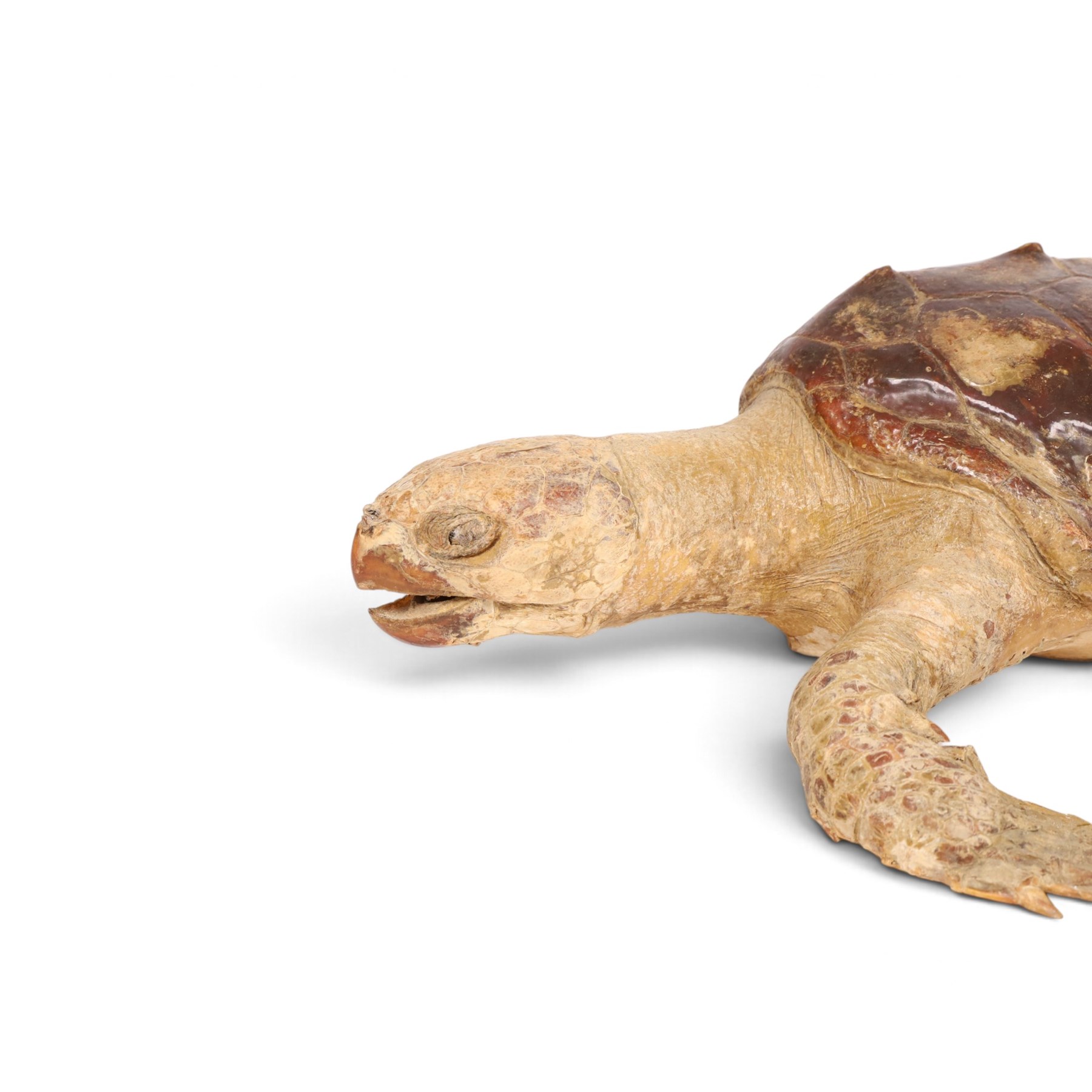 Early 20th century taxidermy Hawksbill Turtle (Eretmochelys imbricata), full mount in swimming pose, L63cm, Cites Annex A, Appendix II (exempt) This specimen would require a re-export licence to export from the UK, an import permit would be required into your chosen country, this is the responsibility of the buyer alone