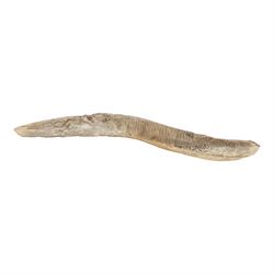 Fossilised fish specimen, Aspidorhynchus Compotoni (Garfish), age; Cretaceous Period, location; Santana Formation, Brazil, L54cm