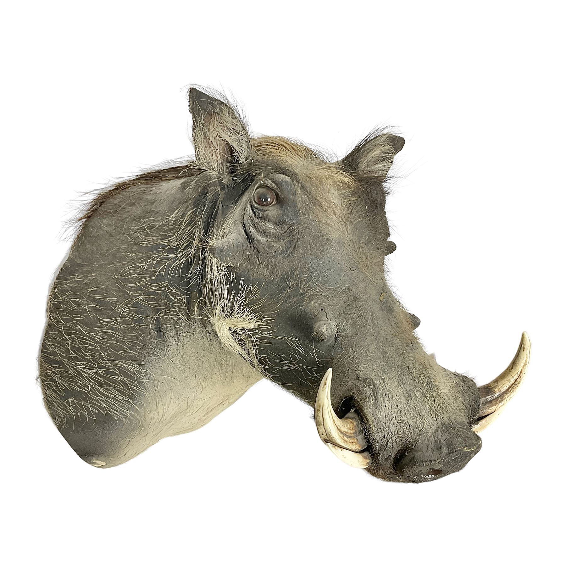 Taxidermy: A Common Warthog (Phacochoerus africanus), a large adult head mount looking straight ahead, D50cm